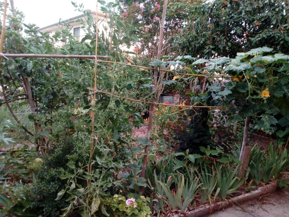 Bed and Breakfast Il Cactus San Giovanni Incarico Exterior foto